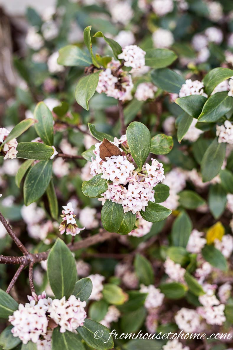 Winter Daphne pink flowers
