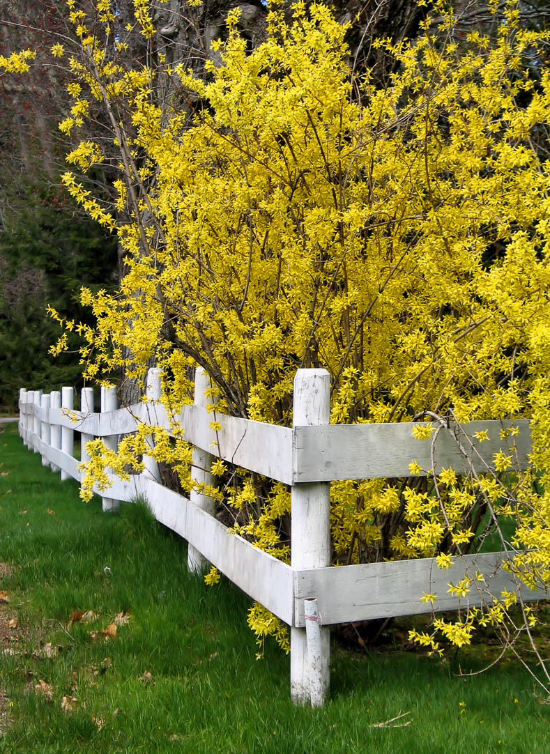 Early blooming Forsythia