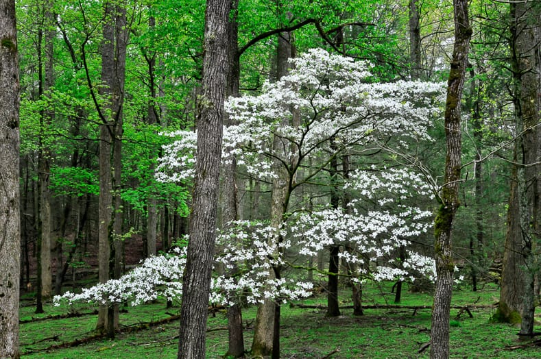 Native dogwood in spring