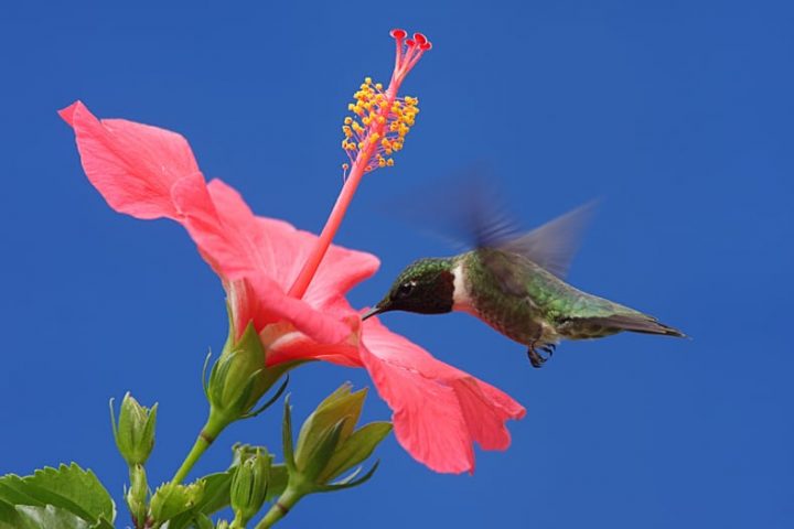 Red hibiscus flower with a hummingbird