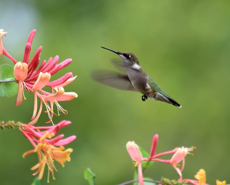 Coral Honeysuckle is another plant that attracts hummingbirds ©Julianna Olah - stock.adobe.com