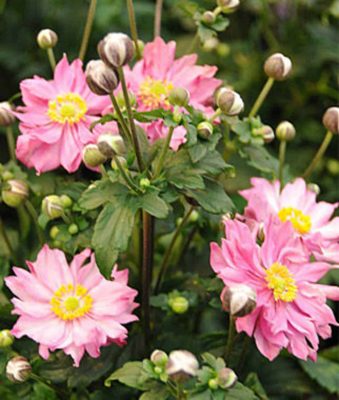 Japanese Anemone 'Fantasy Pocahontas'
