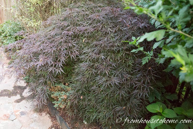 Japanese Maple