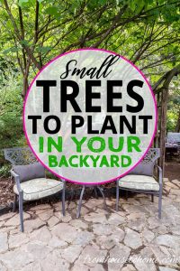 Best Trees For A Small Backyard