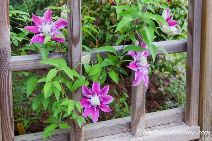 Clematis growing on a fence