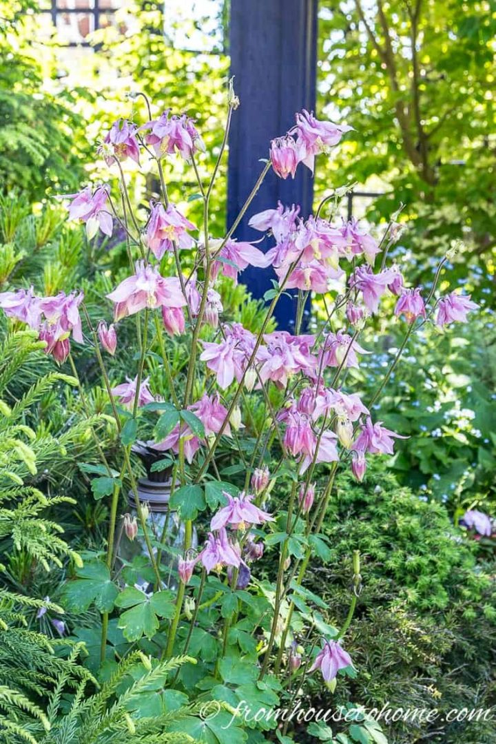 Pink columbines growing in the shade