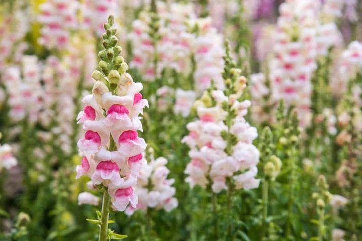White and pink snap dragons