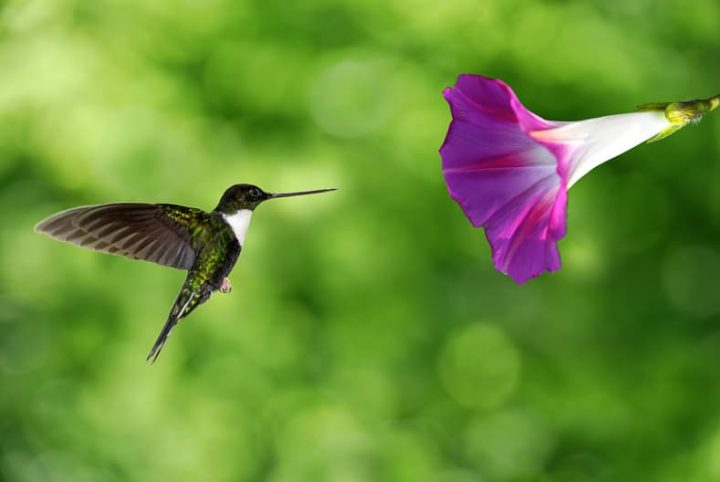 Hummingbird with Morning Glory