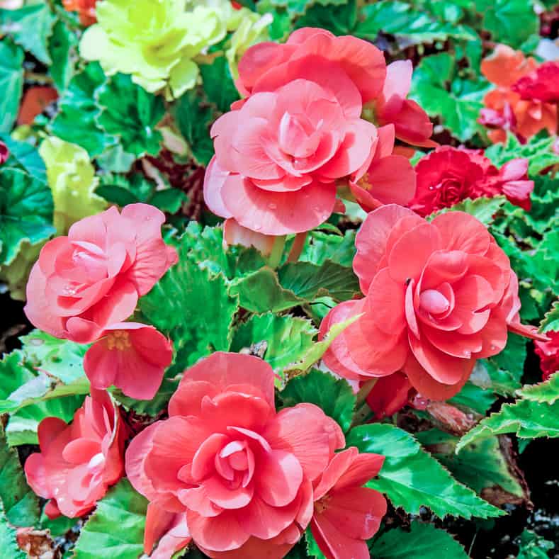 Tuberous begonias with red and yellow flowers