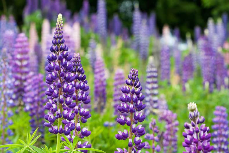 Lupines are one of the hummingbird plants