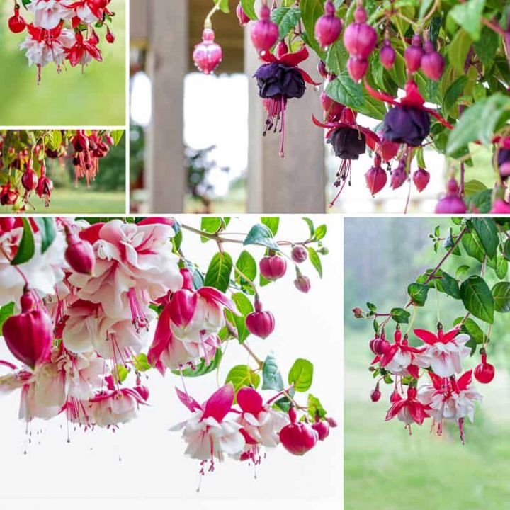 Many different fuchsias in hanging baskets