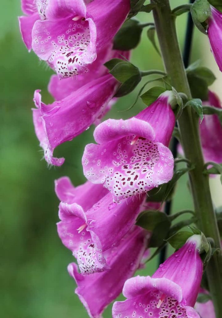 Foxglove Flower