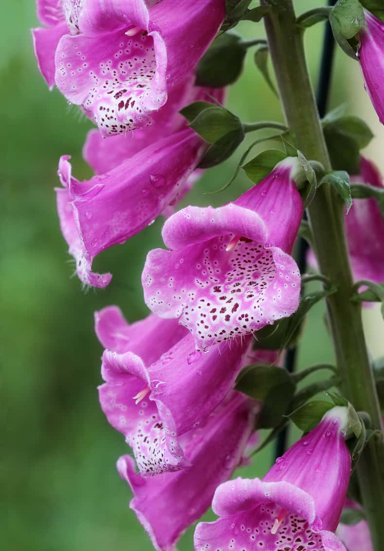 Foxgloves are one of the flowers that attract hummingbirds © 2011 Stephanie Frey Photography