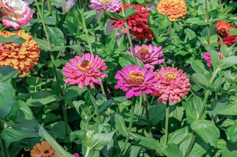 Zinnias are one of the annuals that attract hummingbirds