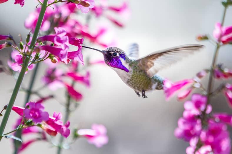 Costa's Hummingbird with penstemon © wollertz 2015 - Depositphotos.com