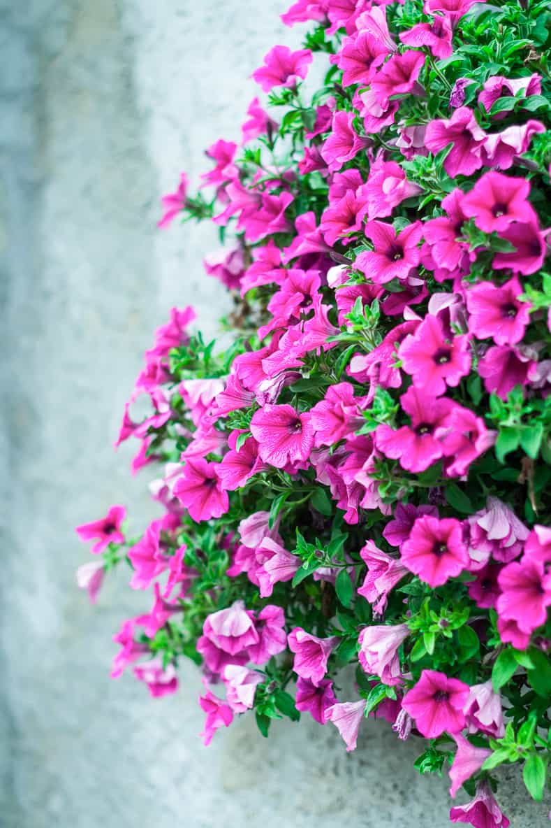 Petunias are one of the hanging plants that attracts hummingbirds