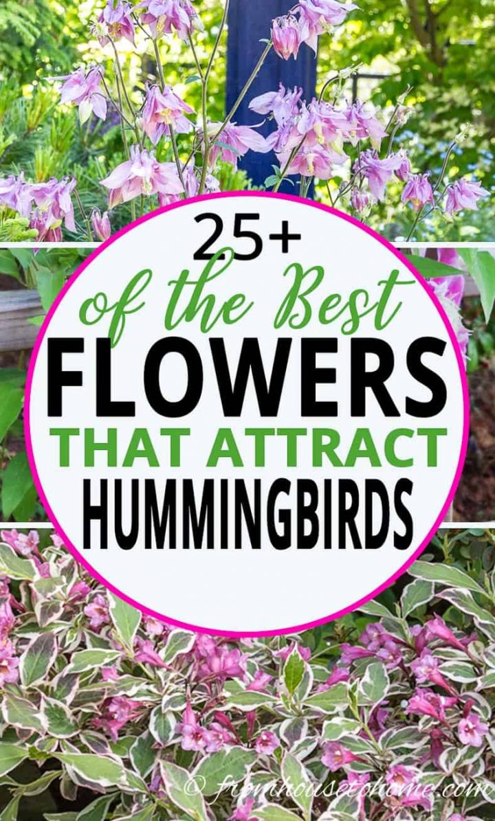 flowers that attract hummingbirds