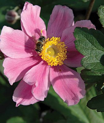 Japanese Anemone 'September Charm'