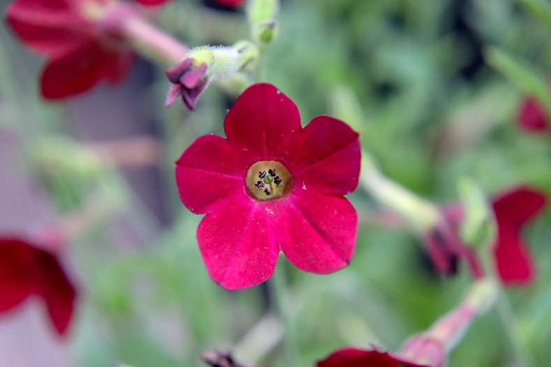 Nicotiana × sanderae 'Baby Bella Antique Red' - one of the best hummingbird plants