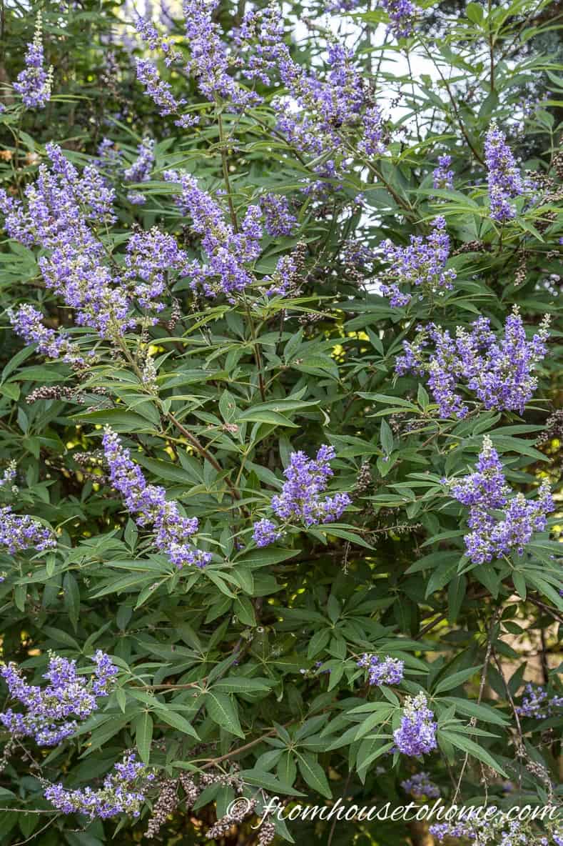 Chaste tree with purple flowers