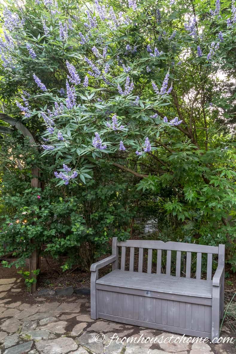 Chaste tree provides shade for a bench