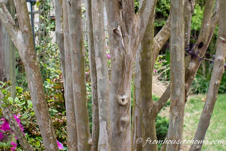 Crepe Myrtle bark is multi-colored