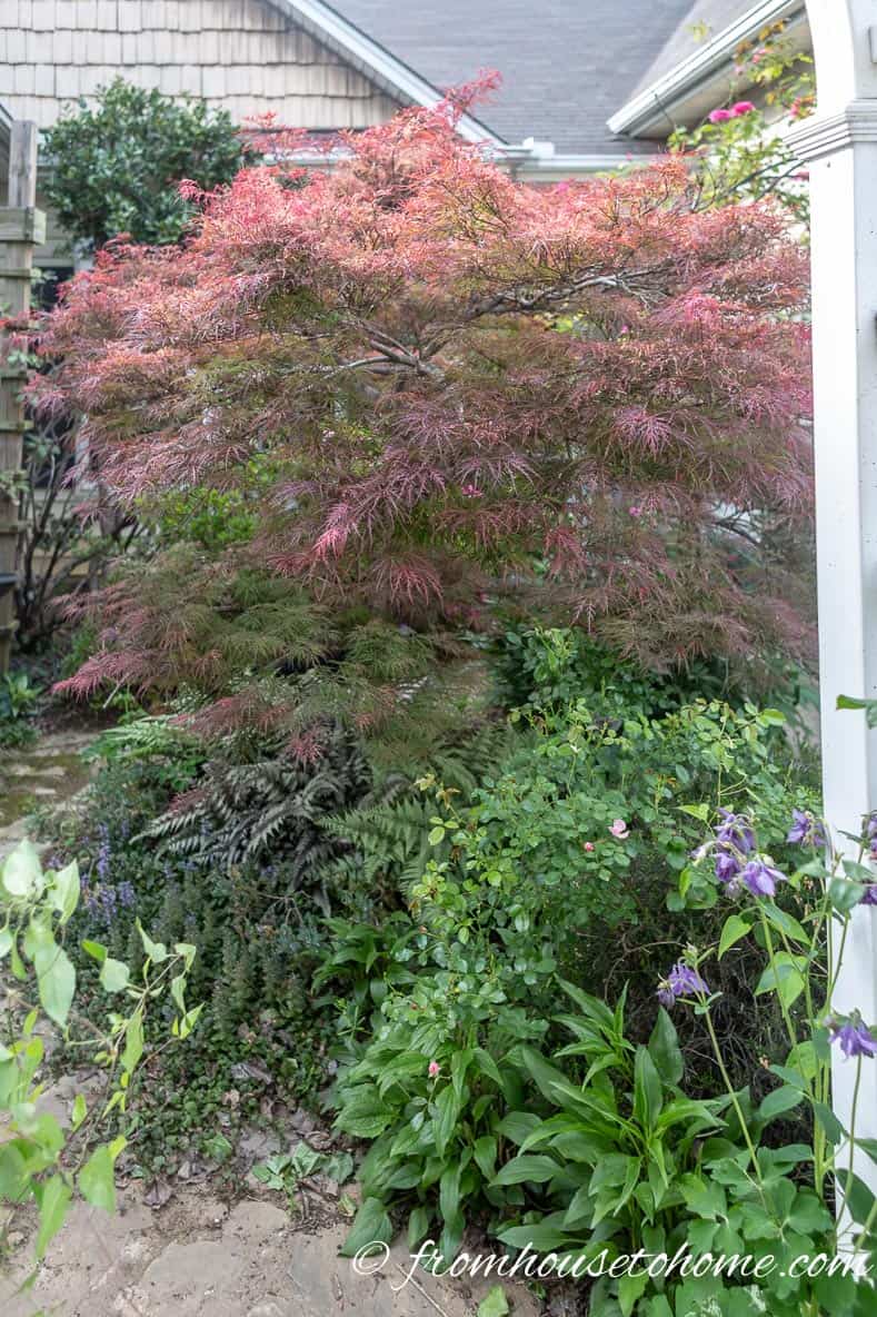 Japanese Maples make a good focal point for your garden