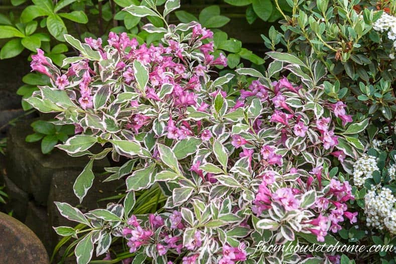 Weigela is one of the bushes that attracts hummingbirds