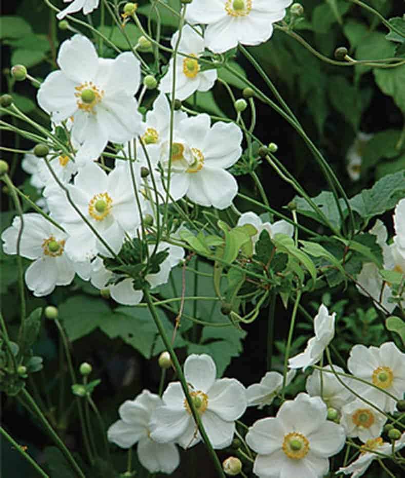 White anemone 'Honorine Jobert'