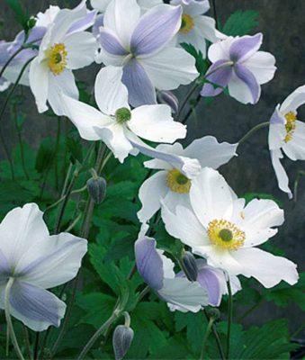 Japanese Anemone 'Wild Swan'