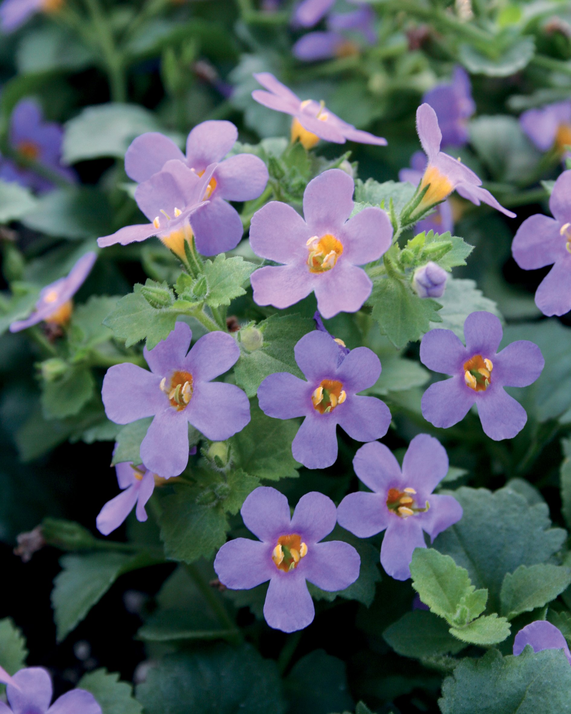'Snowstorm Blue' Bacopa