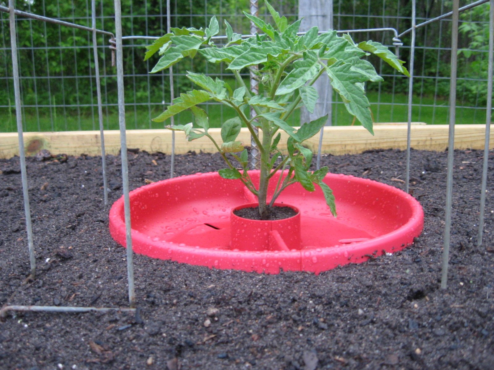 A red tomato crater around a small tomato plant