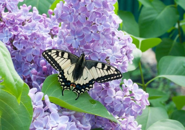Butterfly on lilac bush