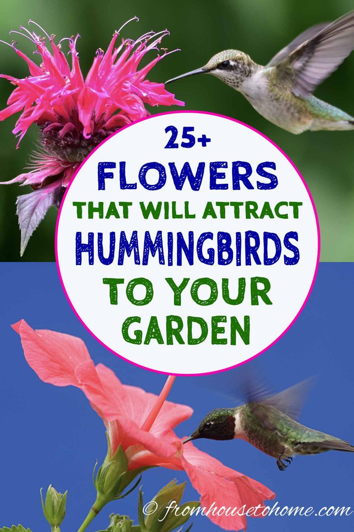 Flowers that will attract hummingbirds to your garden