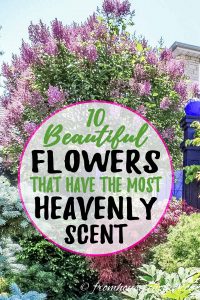 flowers with the most heavenly scent