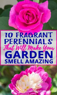 10 Beautiful Perennial Plants With The Most Fragrant Flowers