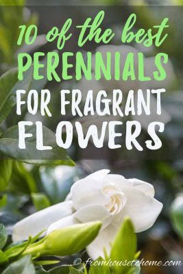10 Beautiful Perennial Plants With The Most Fragrant Flowers