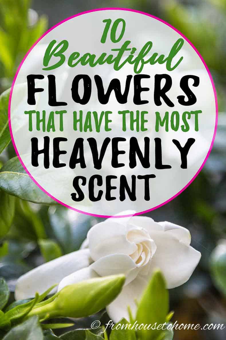 10 Beautiful Perennial Plants With The Most Fragrant Flowers
