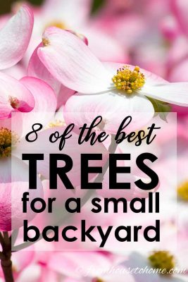 Shade trees for a small backyard