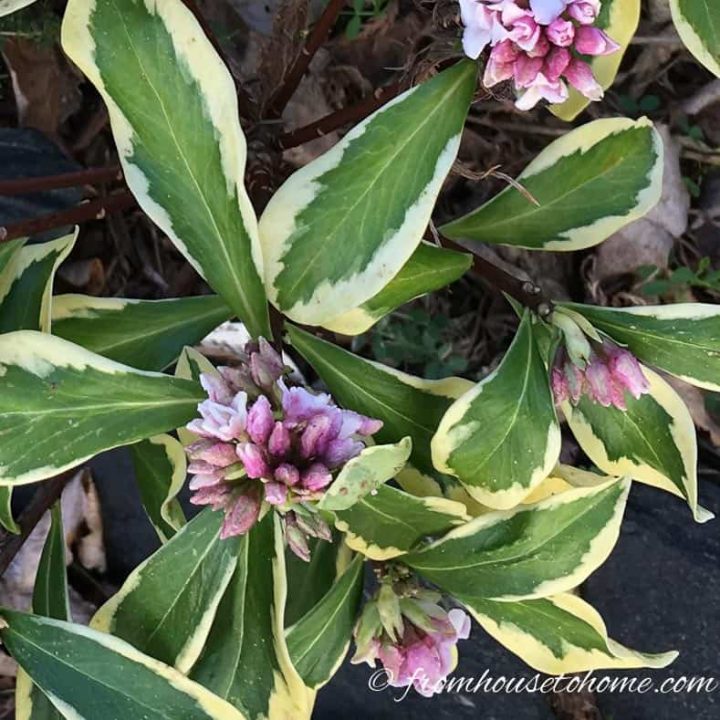 Daphne with variegated leaves