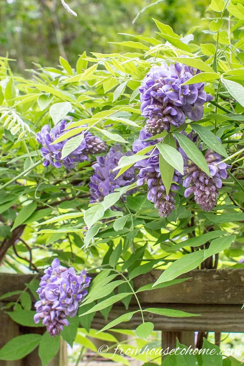 Wisteria is an invasive plant species