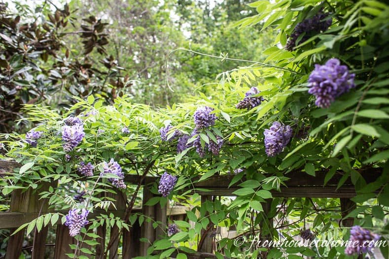 Wisteria covering the fence