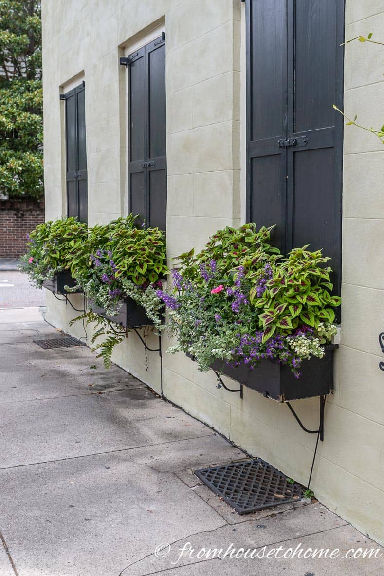 Purple and green plants in window boxes on a Charleston home
