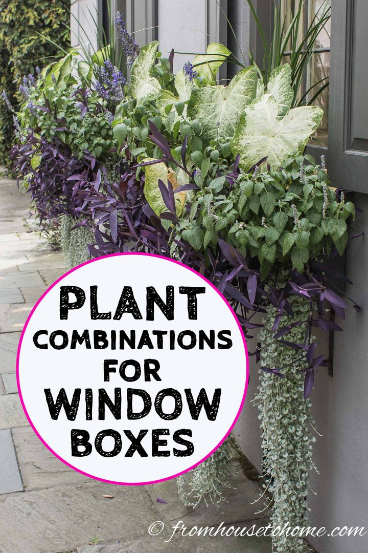 Plant combinations for window boxes