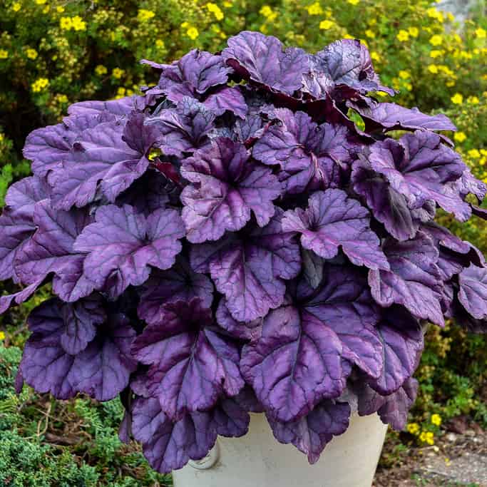 Heuchera wildberry