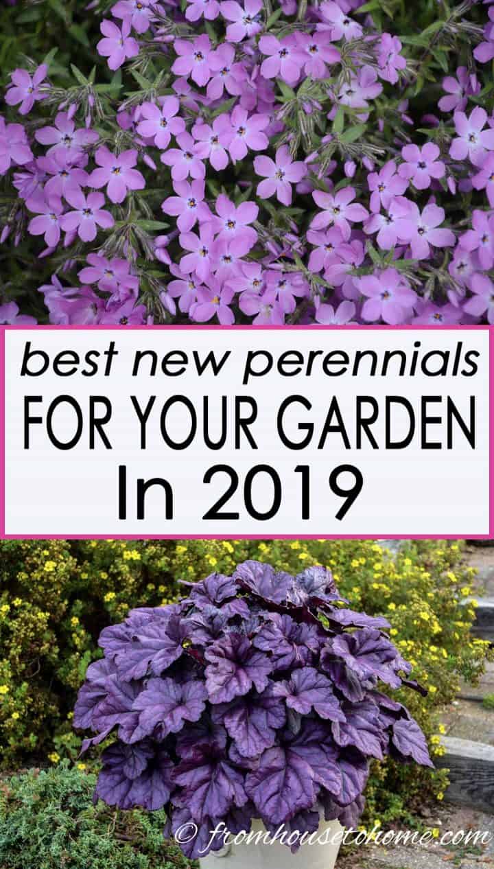 Best new 2019 perennials