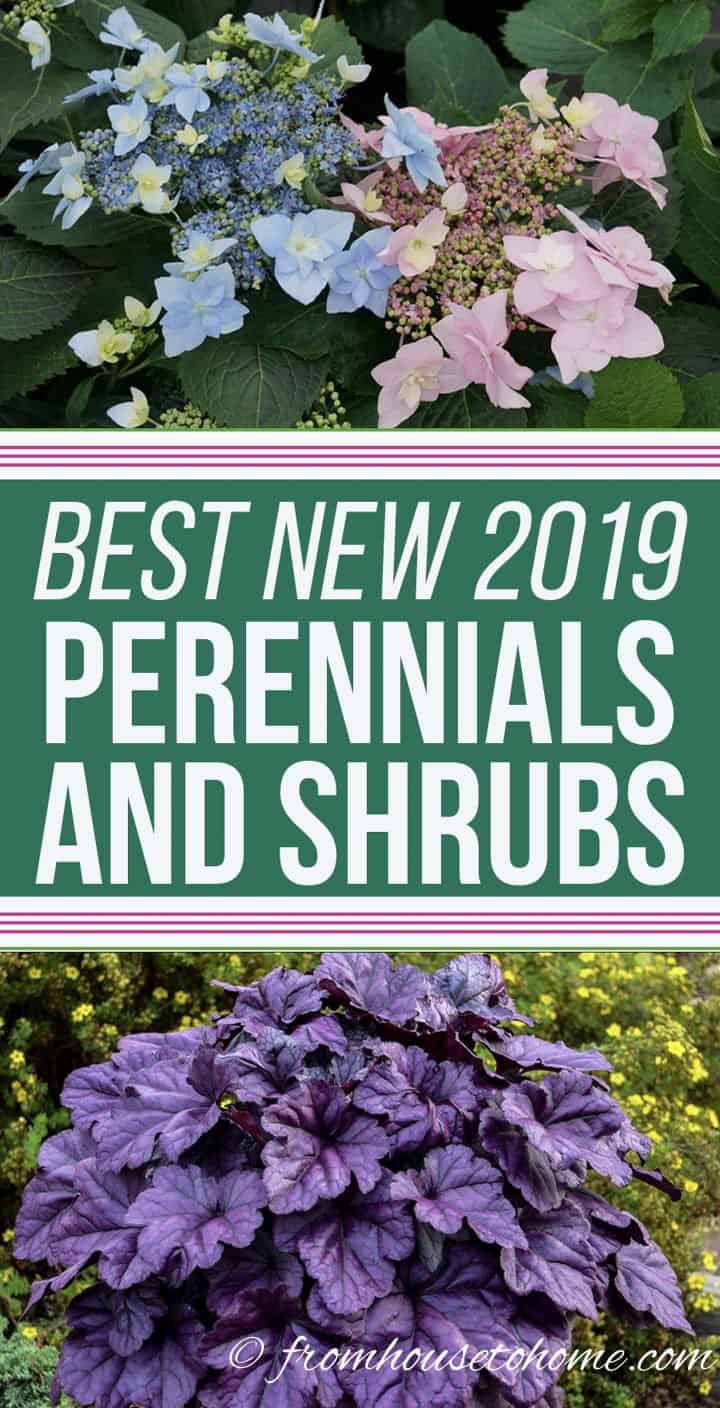 Best new 2019 perennials and shrubs