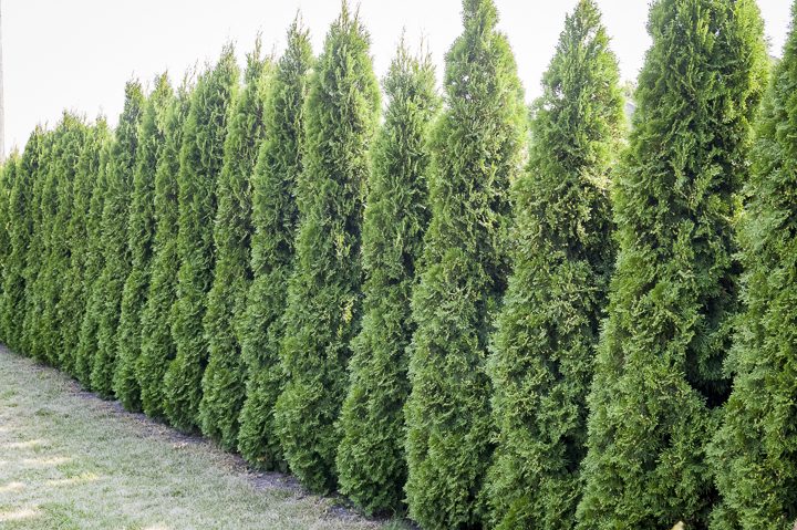 Thuja privacy hedge