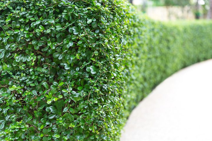 Boxwood privacy hedge