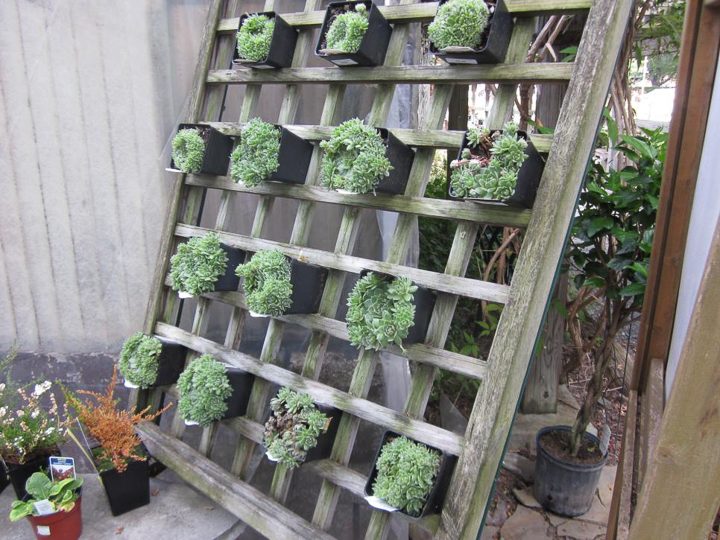 Lattice vertical succulent garden from diynetwork.com